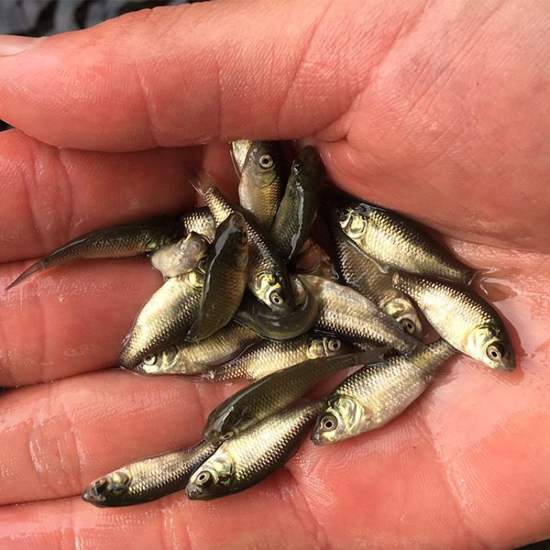 鲫鱼苗中科5号丰产鲫湘云鲫彭泽鲫鱼水花基地直销