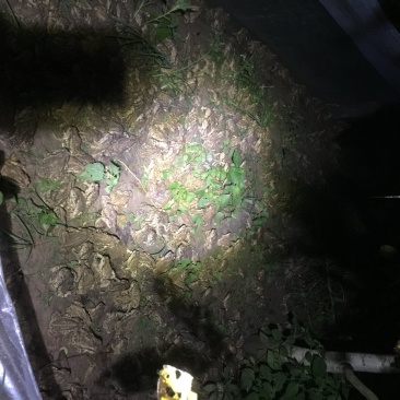 药企15～20元收购四川蟾蜍