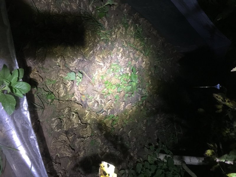 药企15～20元收购四川蟾蜍