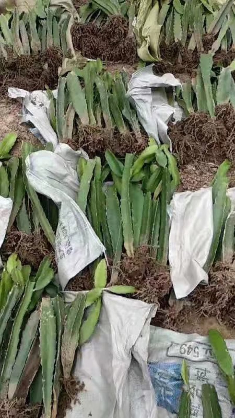 火龙果苗：红心火龙果苗。黄心火龙果苗。死苗补发提供技术
