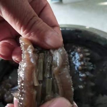 海参