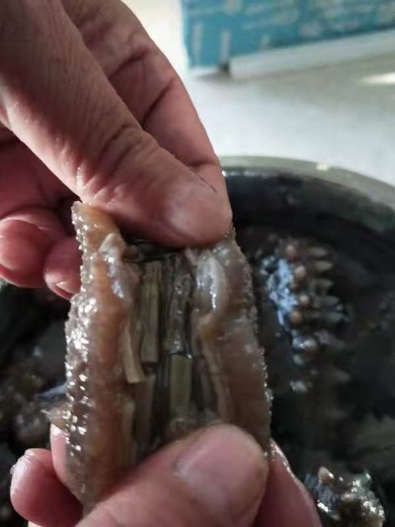 海参