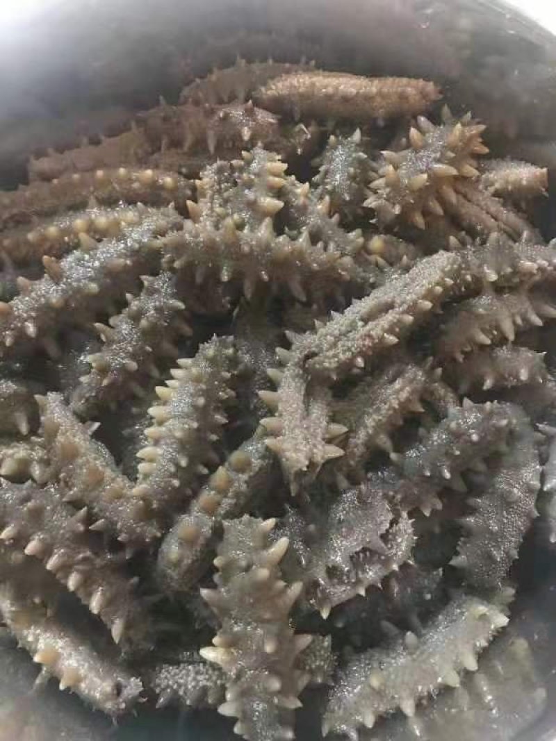 海参