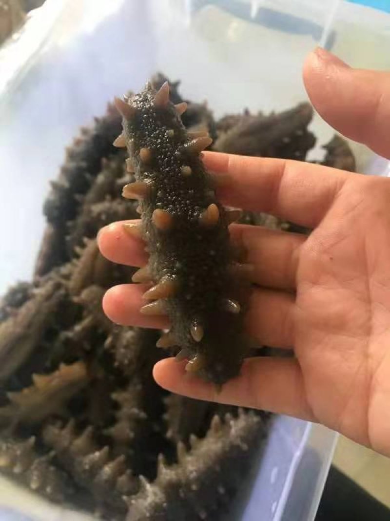 海参