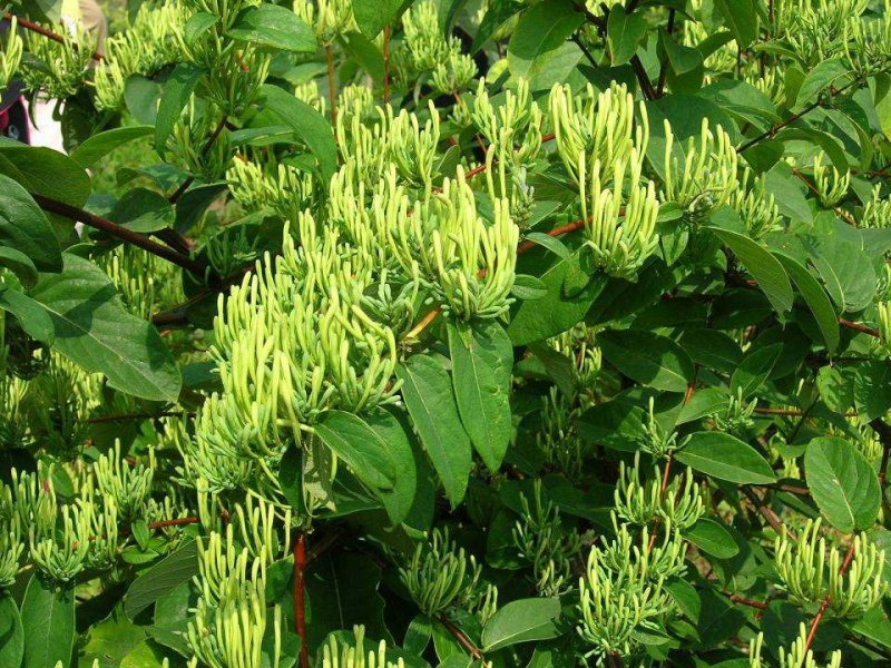 金银花种苗基地供应金银花各种药材销售