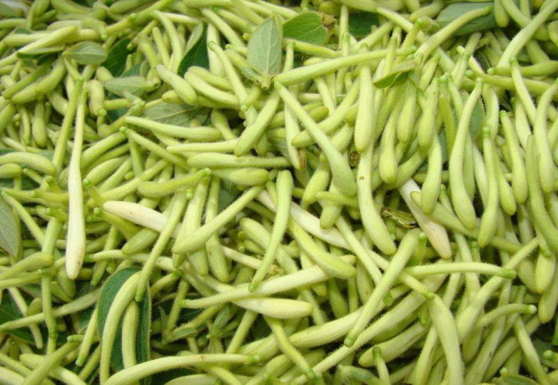 金银花种苗基地供应金银花各种药材销售