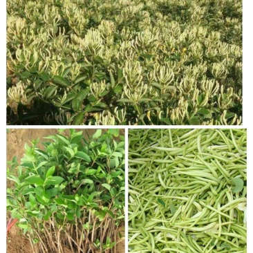 金银花种苗基地供应金银花各种药材销售