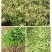 金银花种苗基地供应金银花各种药材销售