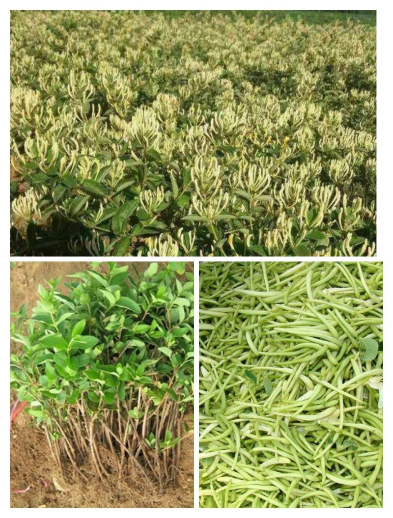 金银花种苗基地供应金银花各种药材销售
