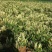 金银花种苗基地供应金银花各种药材销售