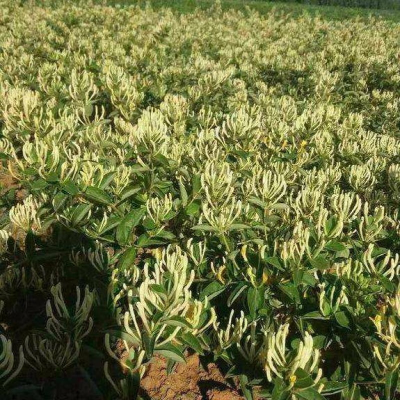 金银花种苗基地供应金银花各种药材销售