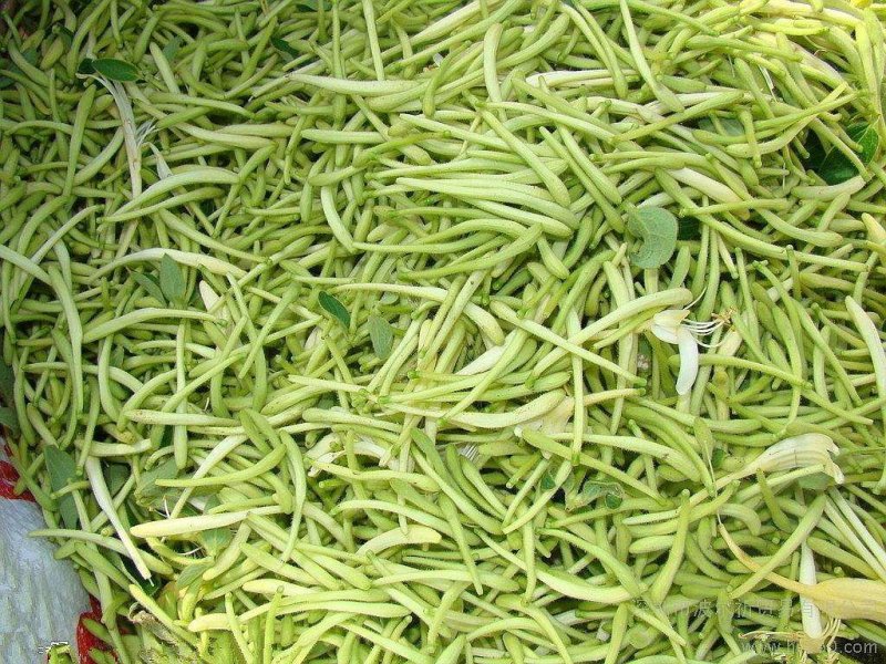 金银花种苗基地供应金银花各种药材销售