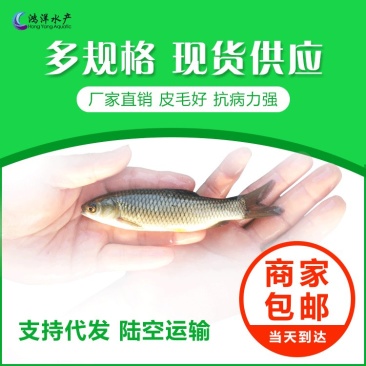 草鱼苗鲩鱼苗草鱼水花抗病毒生长快淡水养殖鱼苗全国包邮