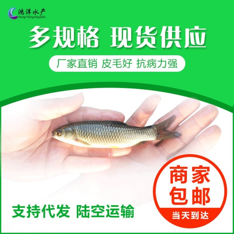 草鱼苗鲩鱼苗草鱼水花抗病毒生长快淡水养殖鱼苗全国包邮