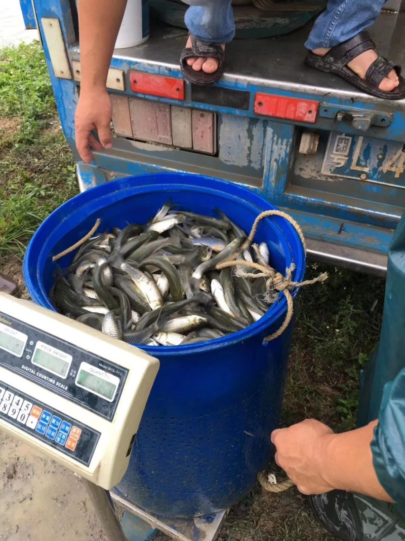 草鱼苗鲩鱼苗草鱼水花抗病毒生长快淡水养殖鱼苗全国包邮