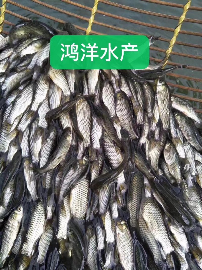 草鱼苗鲩鱼苗草鱼水花抗病毒生长快淡水养殖鱼苗全国包邮