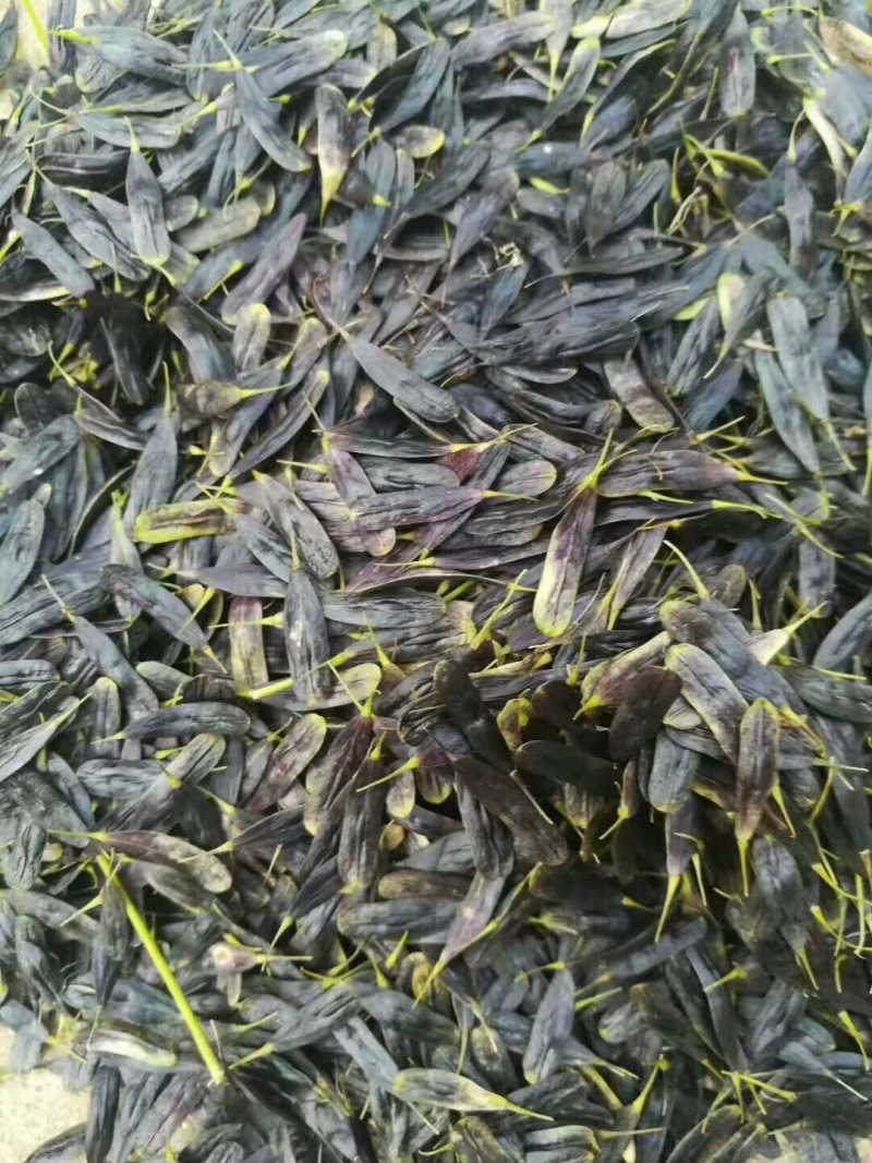 纯新产板蓝根子，基地一手货源，出芽率高量大从优