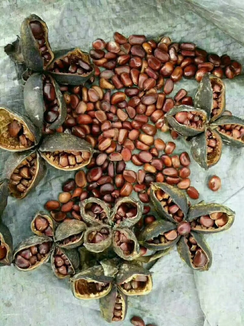 芍药苗，芍药种子，观赏收益都可以，提供技术指导包回收