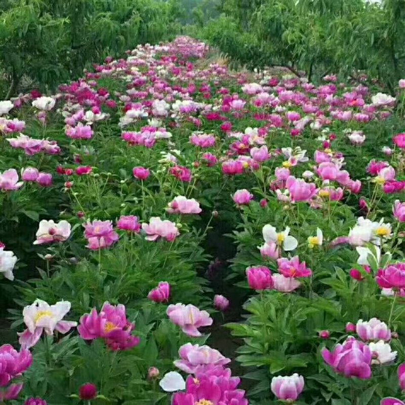 芍药苗，芍药种子，观赏收益都可以，提供技术指导包回收