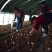 新鲜羊肚菌2020年羊肚菌500克上市欢迎采购