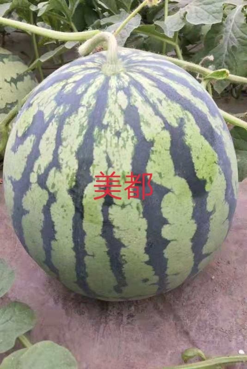美都嫁接苗，两叶一心根系发达，欢迎各位与我联系