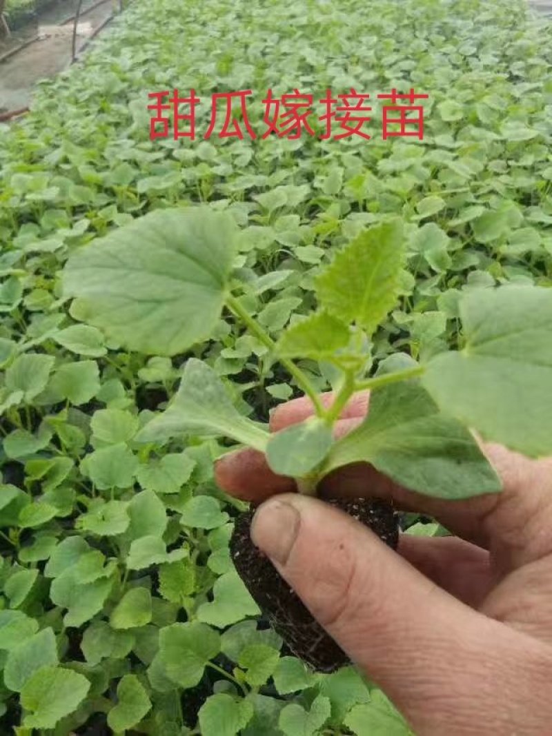 美都嫁接苗，两叶一心根系发达，欢迎各位与我联系
