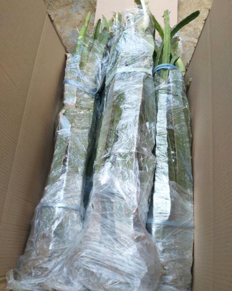 火龙果苗：红心火龙果苗。黄心火龙果苗。死苗补发提供技术