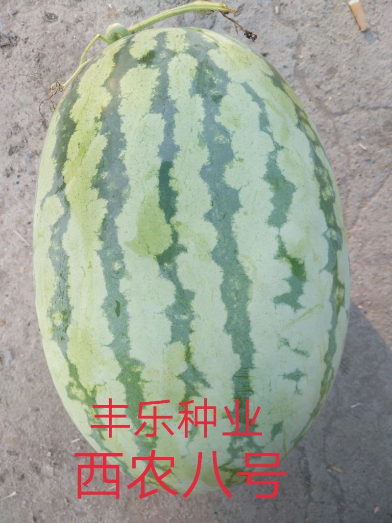 美都嫁接苗，两叶一心根系发达，欢迎各位与我联系