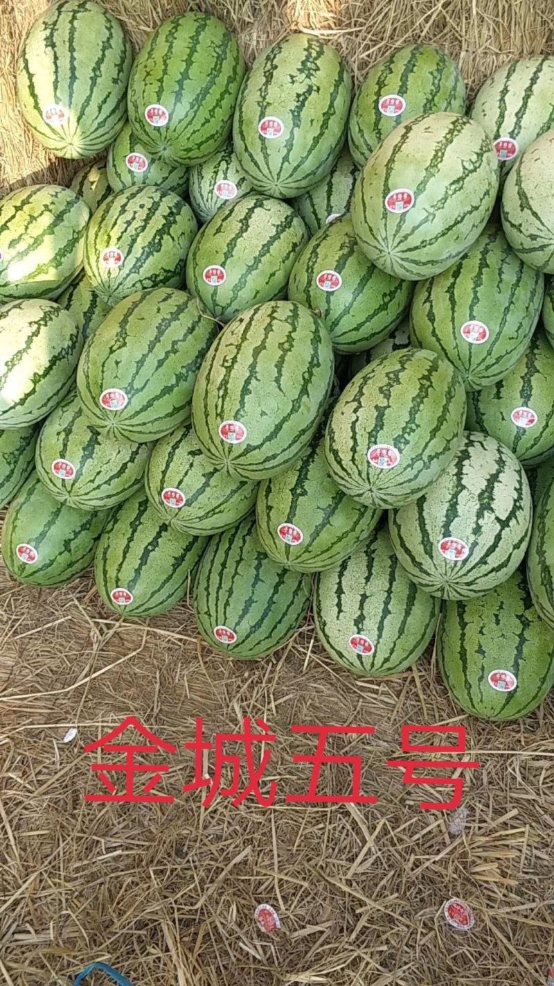 美都嫁接苗，两叶一心根系发达，欢迎各位与我联系
