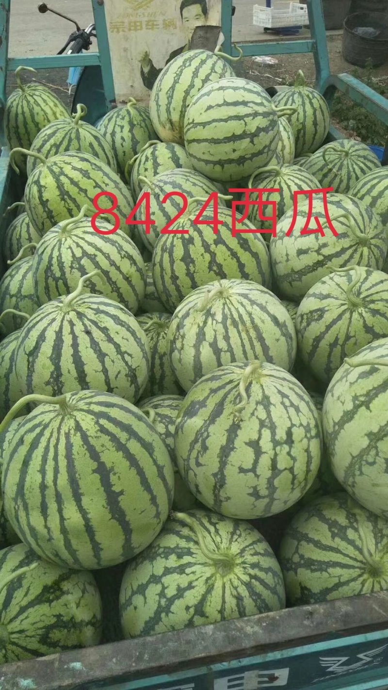 美都嫁接苗，两叶一心根系发达，欢迎各位与我联系
