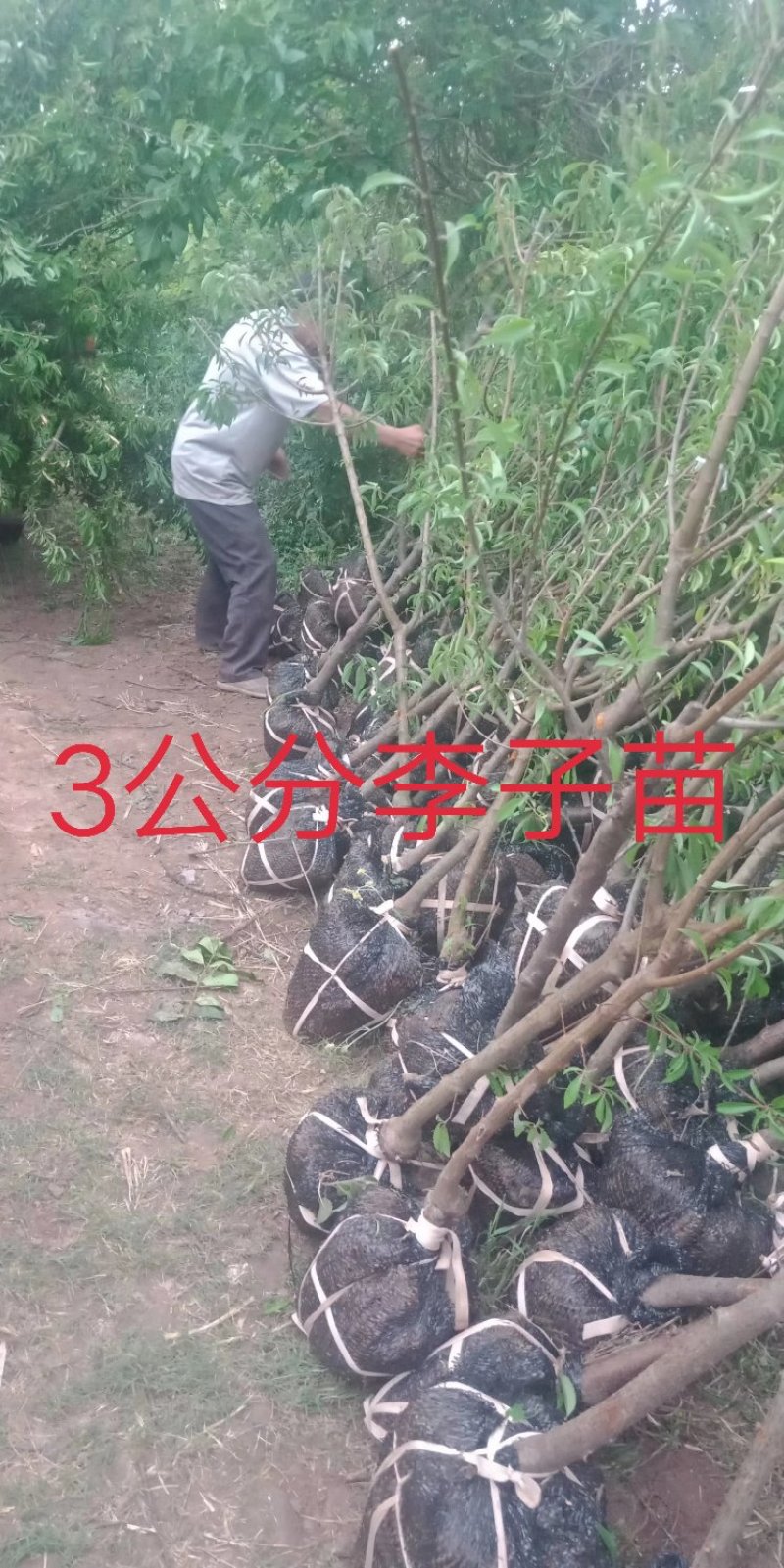 茂县青脆李子苗脱骨脆甜化