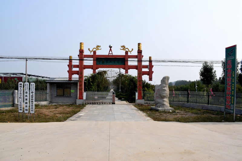 新鲜羊肚菌2020年羊肚菌500克上市欢迎采购