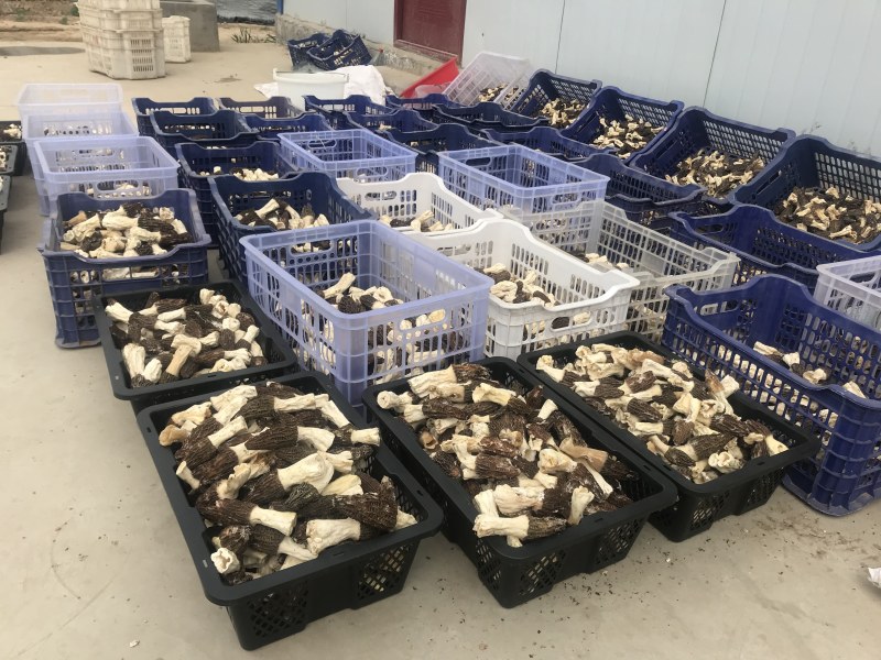 新鲜羊肚菌2020年羊肚菌500克上市欢迎采购