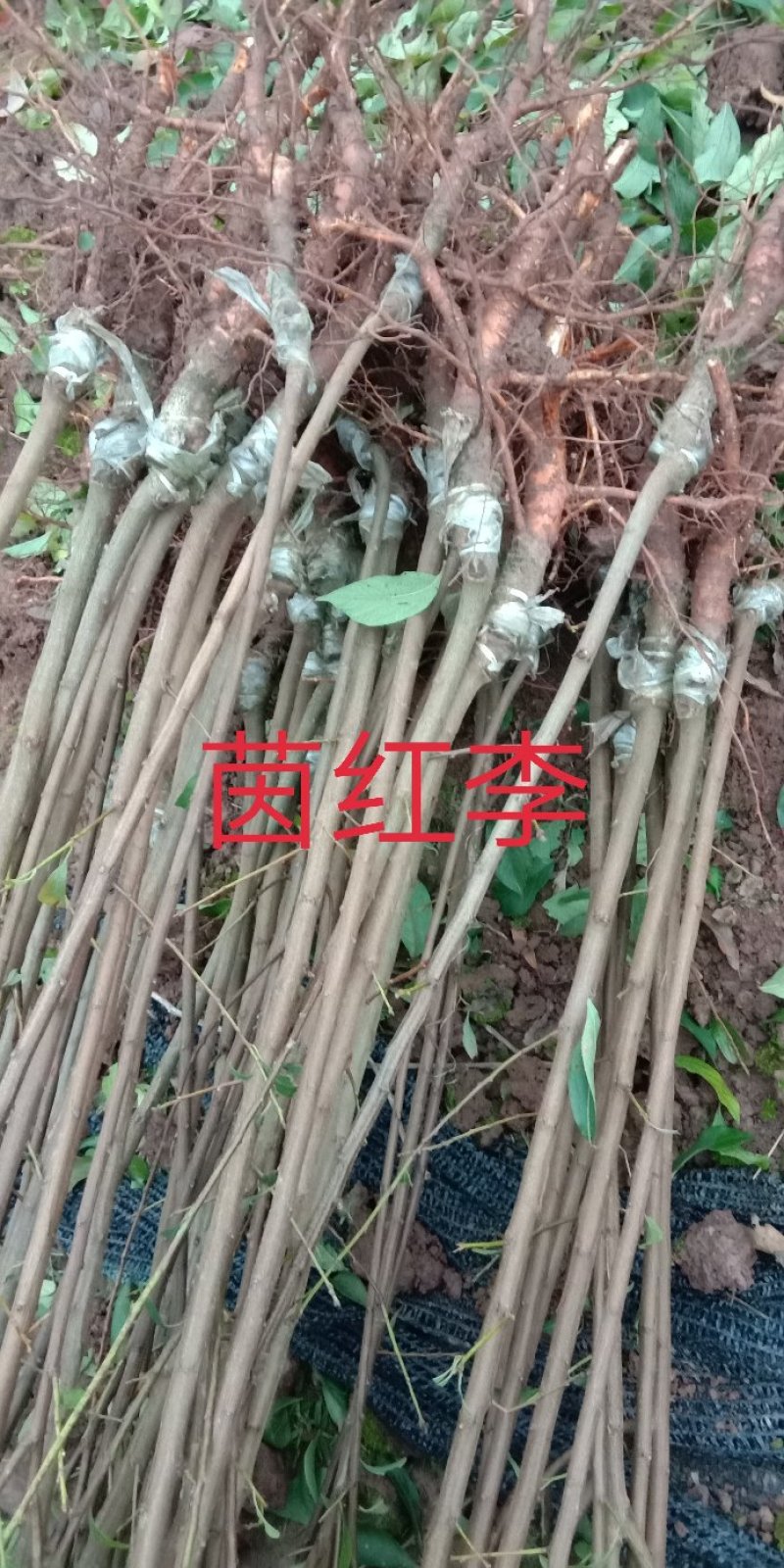 庄氏鑫兴苗木半边红(茵红)李子苗