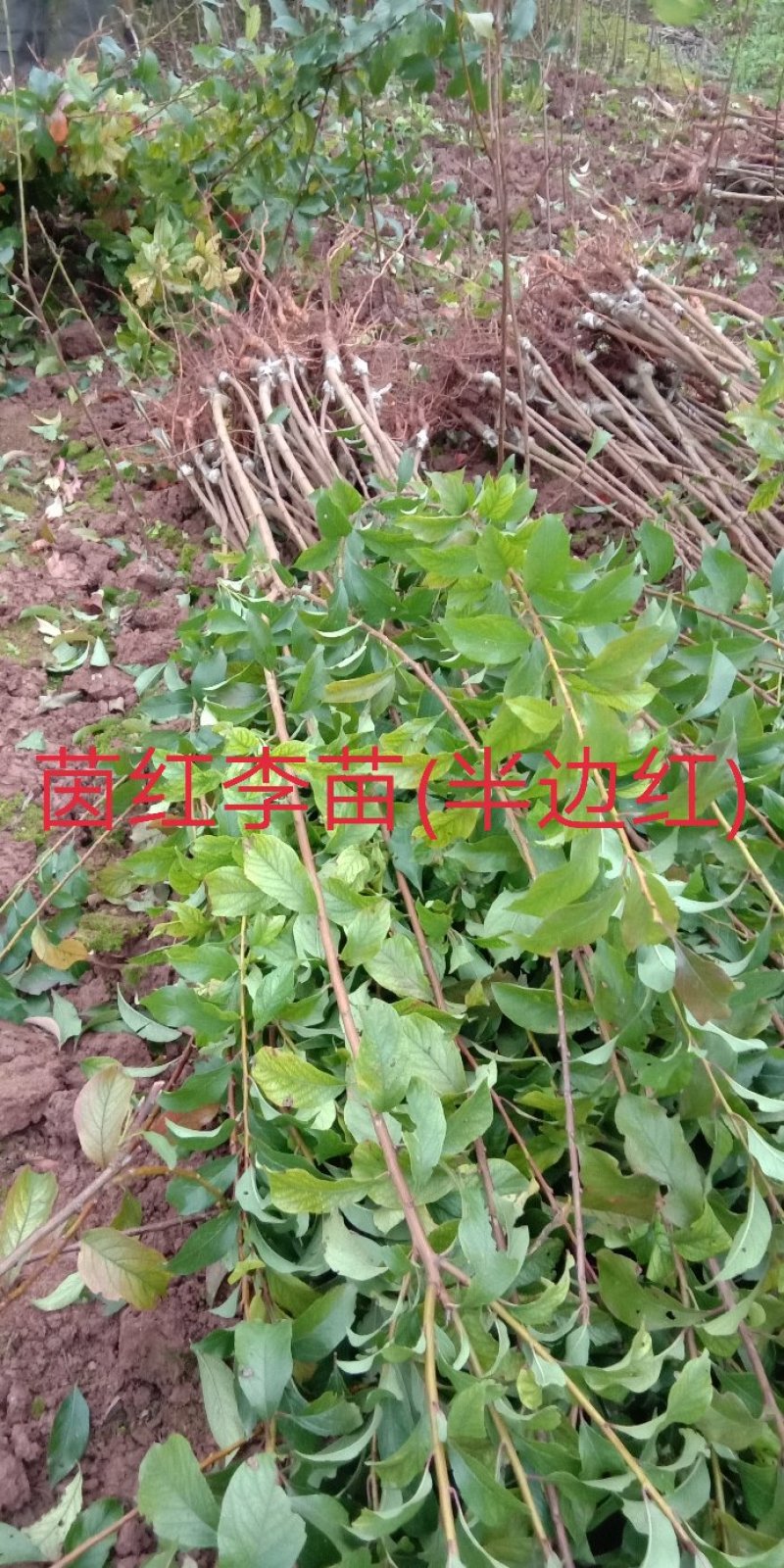 庄氏鑫兴苗木半边红(茵红)李子苗