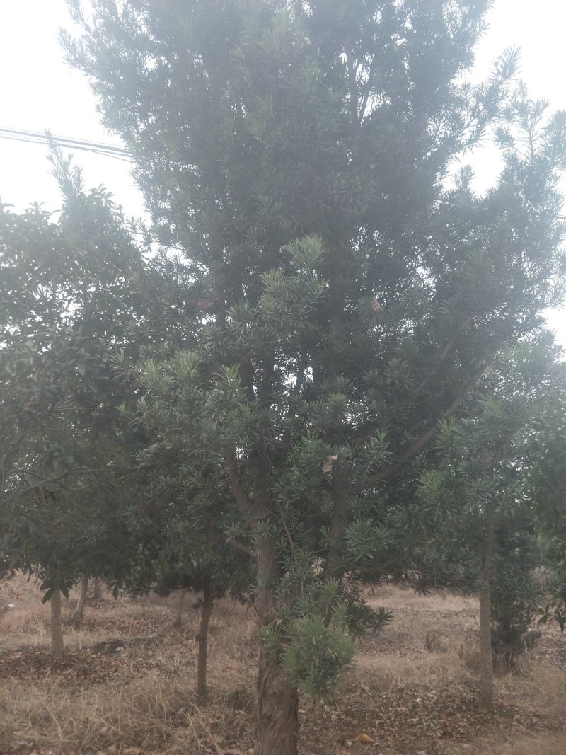桂花树八月桂.树龄十四年.6000株