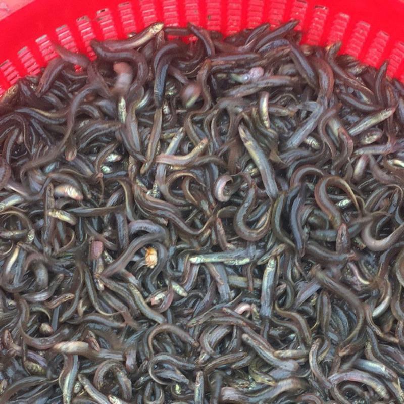 泥鳅苗台湾泥鳅水花不钻洞生长快免费送货技术支持包回收