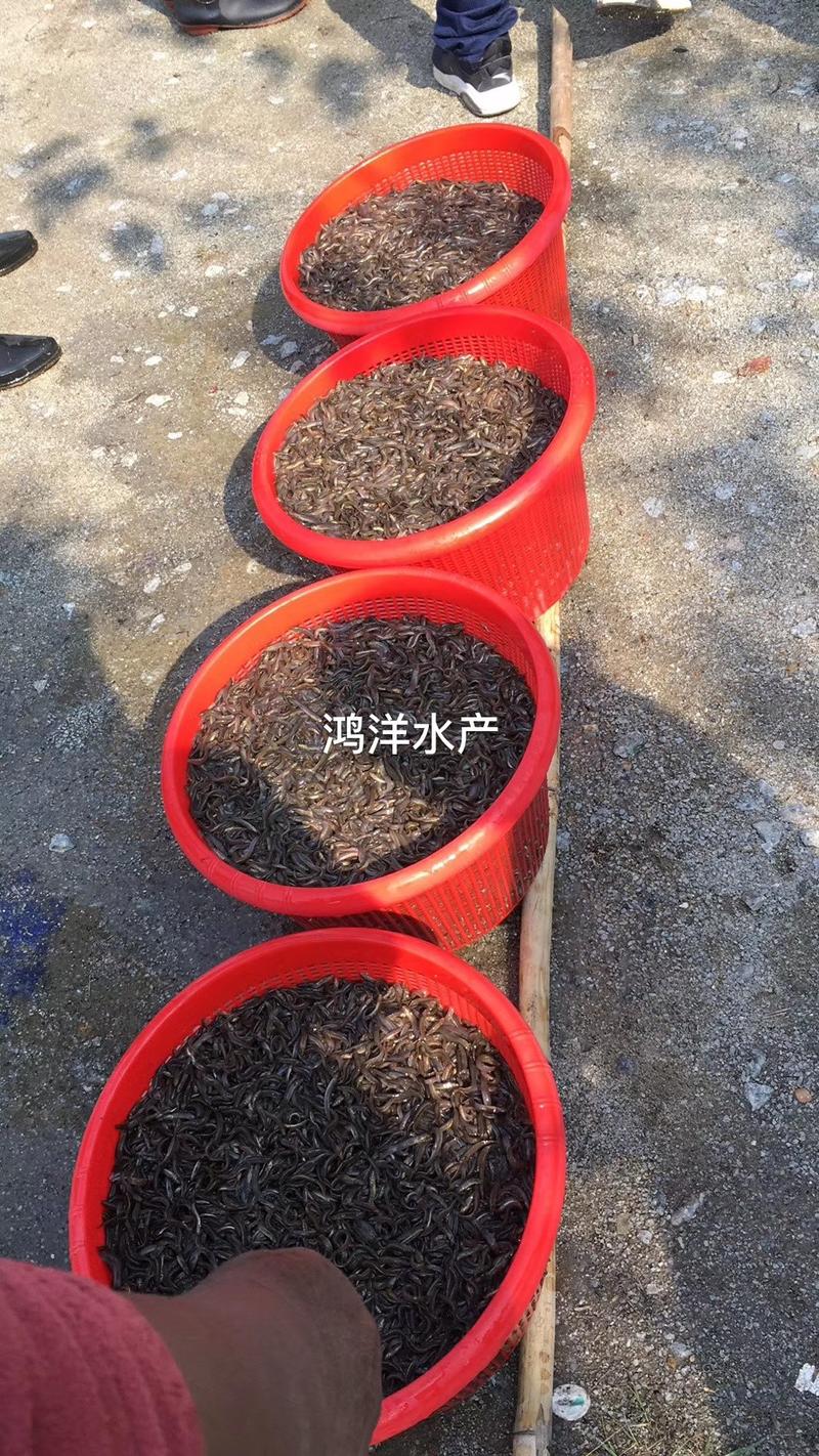 泥鳅苗台湾泥鳅水花不钻洞生长快免费送货技术支持包回收