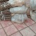 茂县脆红李子苗\技术免费\1年苗\离核\挂果多\脆甜