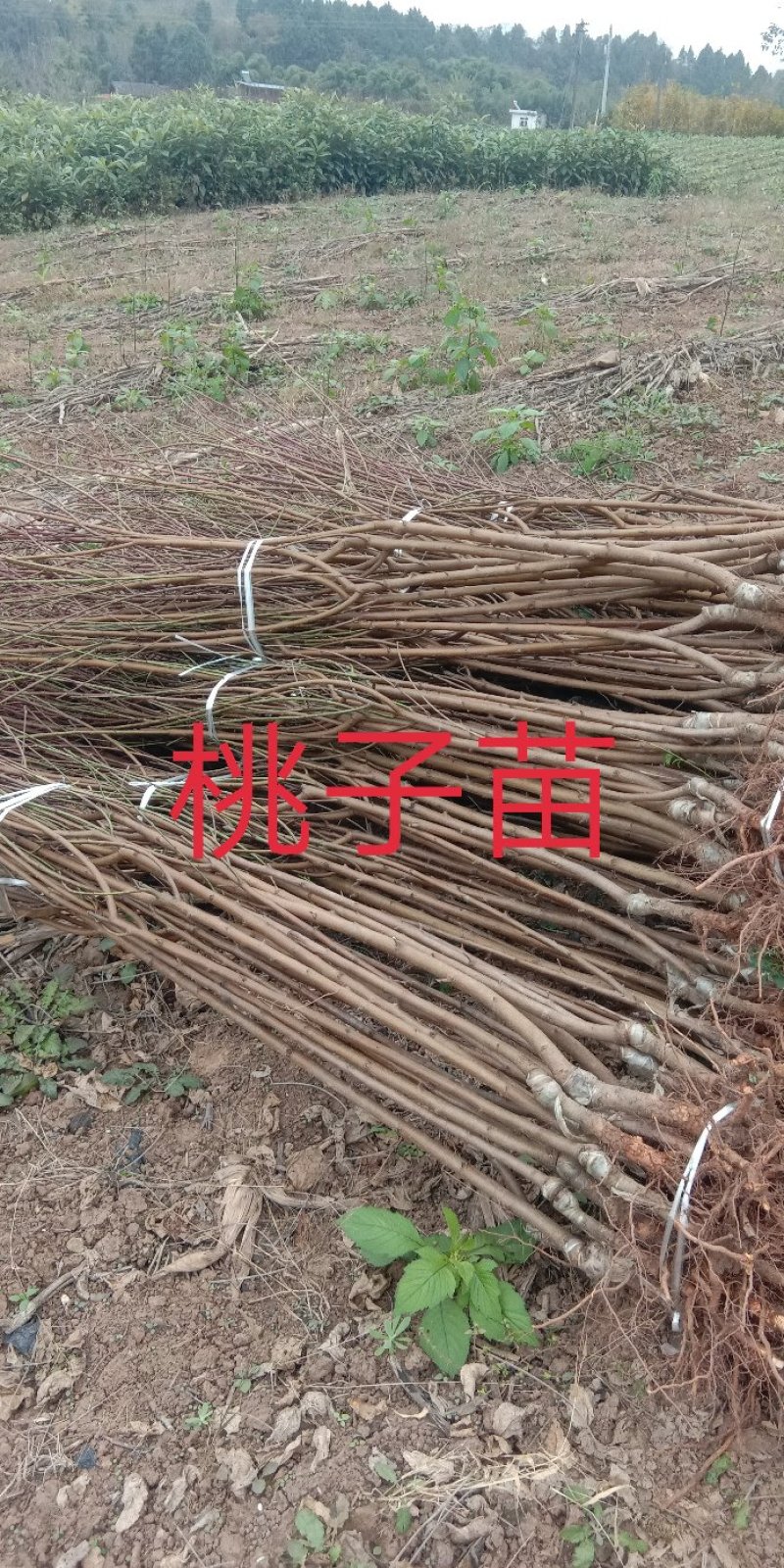 庄氏鑫兴苗木桃子树\免费提供技术