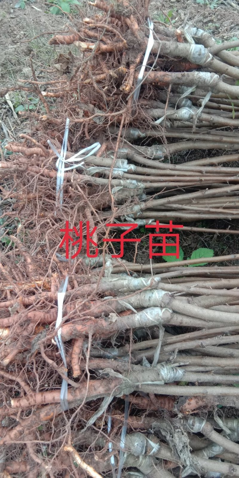 庄氏鑫兴苗木桃子树\免费提供技术