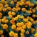 孔雀草籽花海花种四季开花易活室内室外混色园林绿化孔雀草花