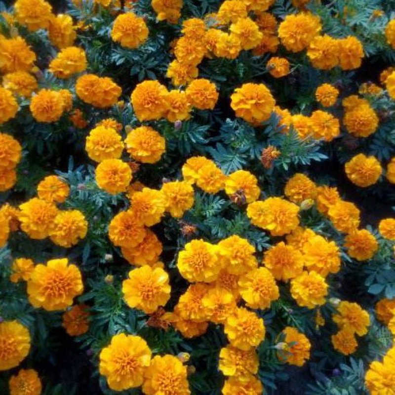 孔雀草籽花海花种四季开花易活室内室外混色园林绿化孔雀草花