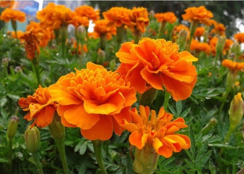 孔雀草籽花海花种四季开花易活室内室外混色园林绿化孔雀草花