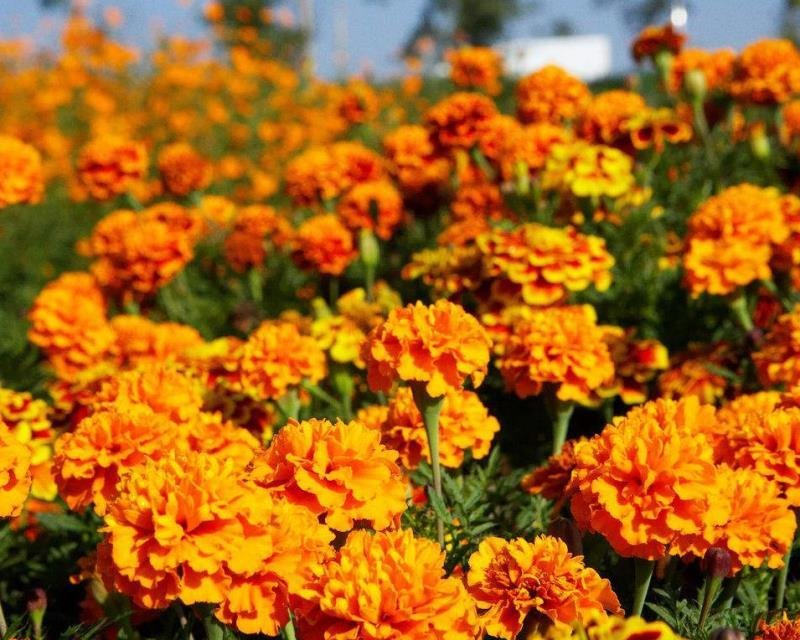 孔雀草籽花海花种四季开花易活室内室外混色园林绿化孔雀草花