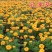 孔雀草籽花海花种四季开花易活室内室外混色园林绿化孔雀草花