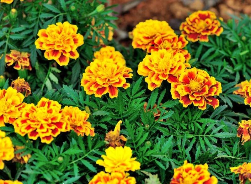 孔雀草籽花海花种四季开花易活室内室外混色园林绿化孔雀草花