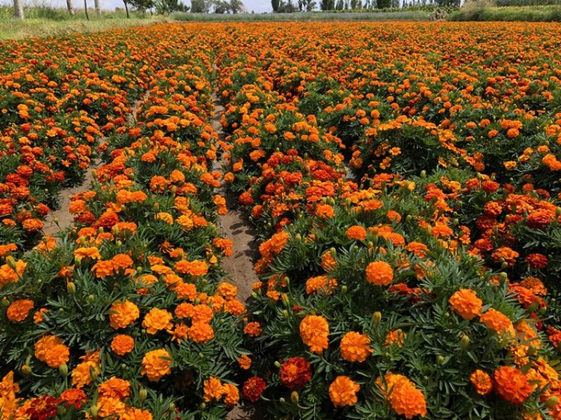 孔雀草籽花海花种四季开花易活室内室外混色园林绿化孔雀草花