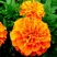 孔雀草籽花海花种四季开花易活室内室外混色园林绿化孔雀草花