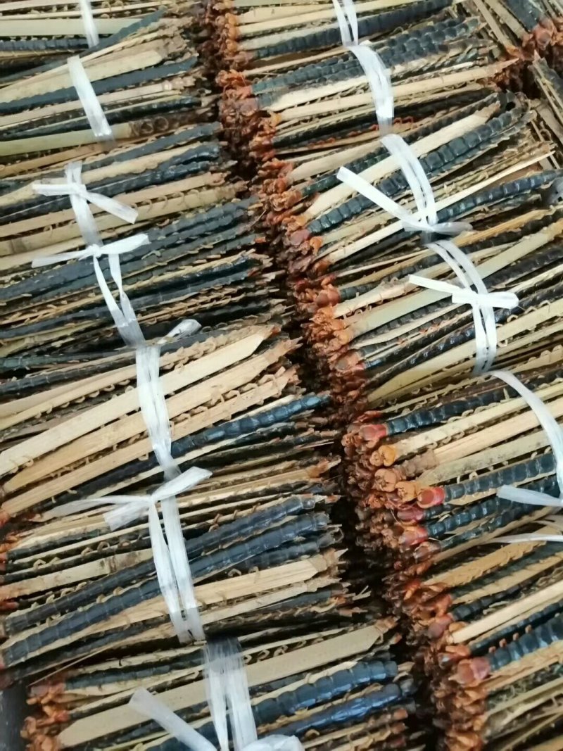 野生蜈蚣